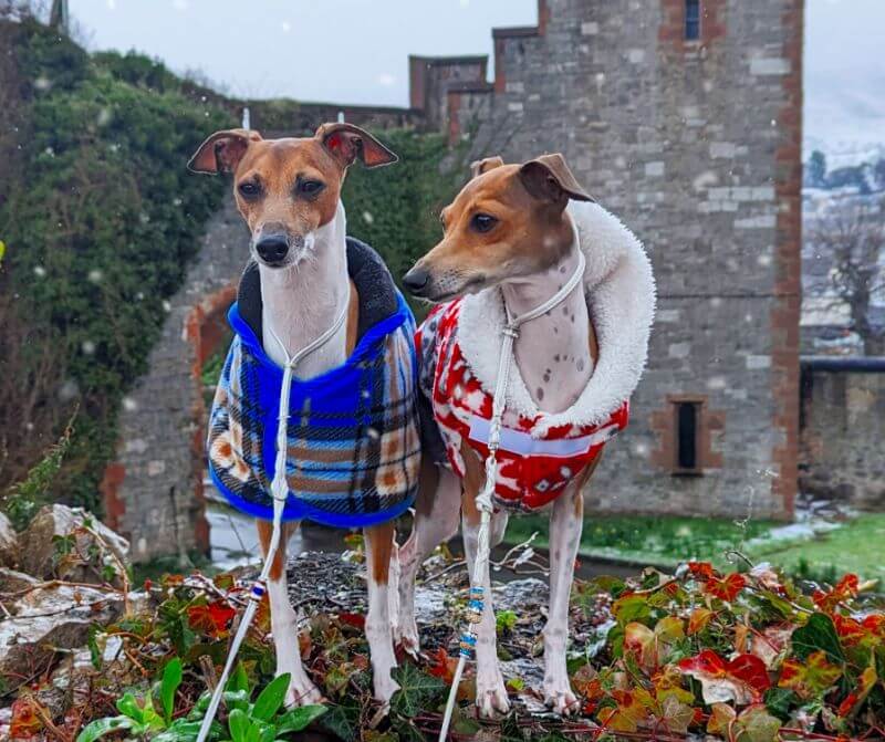 ‘Mojo’ (left), Crufts BOB Winner, and ‘Vibes’ (right), Crufts Bitch CC Winner