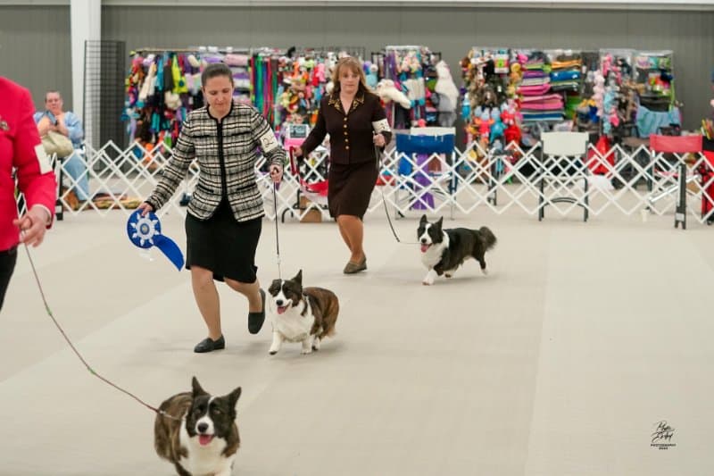 Cardigan Welsh Corgi Club of America 2023 National Specialty