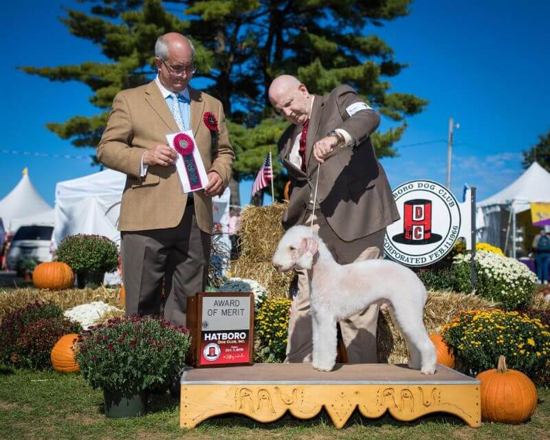 Richard Reynolds at a dog show
