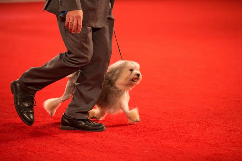 2023 National Owner-Handled Series & National All-Breed Puppy & Junior Stakes