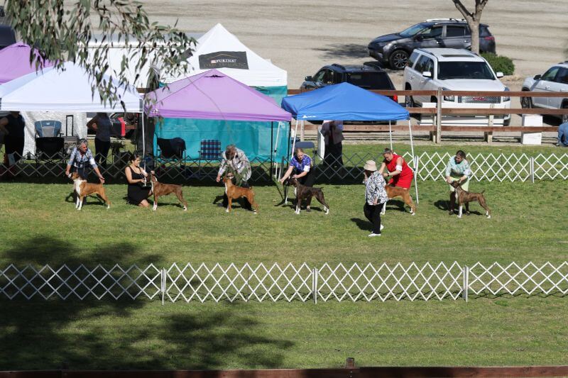Lake Mathews KC & Conejo KC Dog Shows | City of Industry, CA