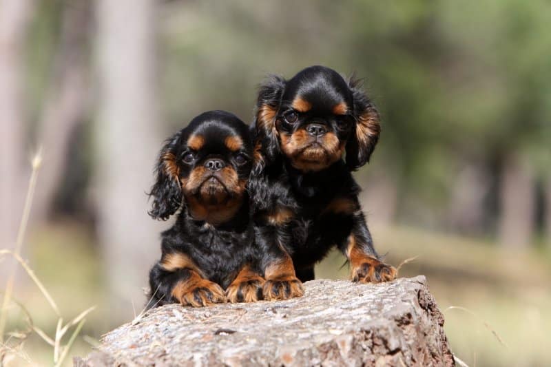 English Toy Spaniel puppies