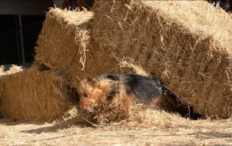 australian terrier barn hunt