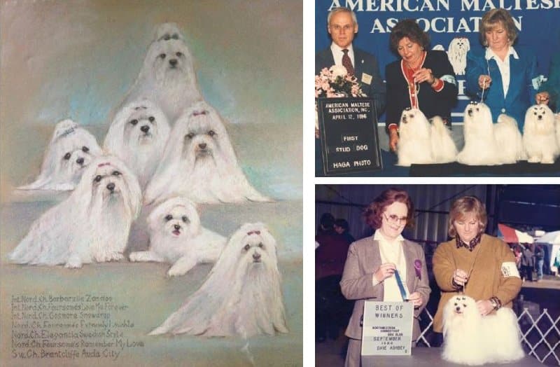 Combined photos of Ingela Gram, a Maltese breeder