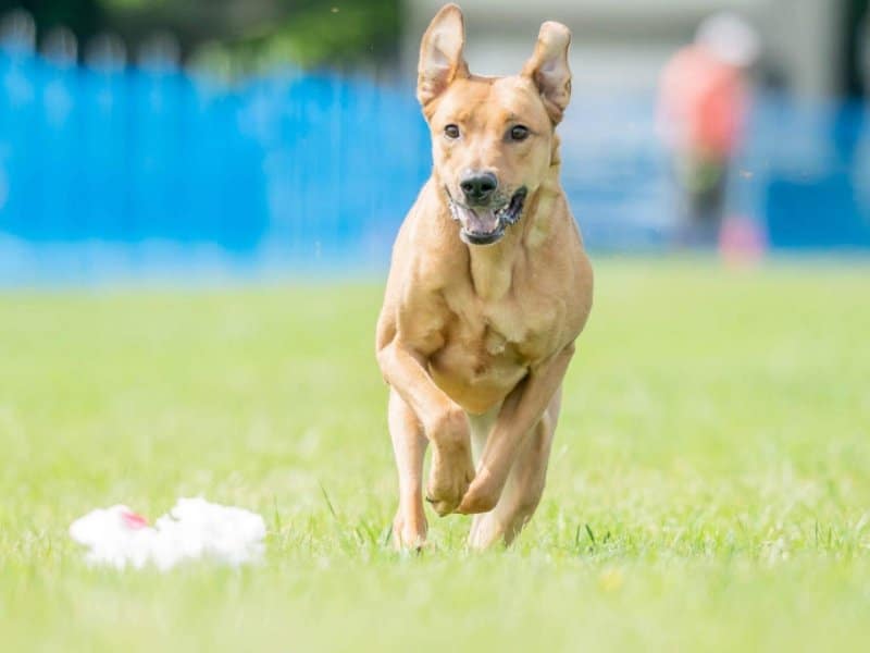 Dog lure coursing