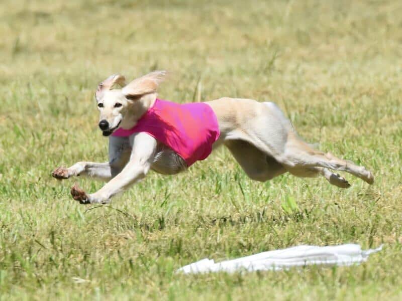 DC Vogue Beside The Lesedi La Rona SC was ranked No. 2 in 2022 Top AKC Lure Coursing Salukis (Bowen System). “Sophie” became the first traveled Japan-bred and owned dog officially recognized by Japan Kennel Club (JKC) to twice earn Best in Field (BIF) and
