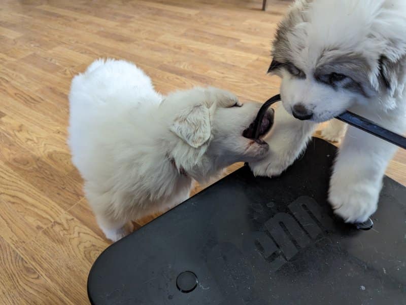 Two puppies tugging and chewing on a rope
