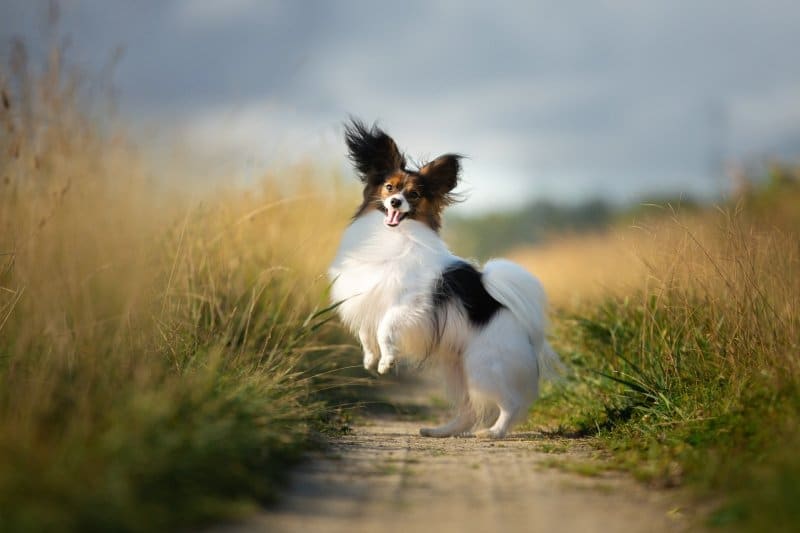 Papillon dog playing outside