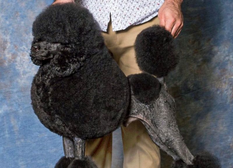 Trimmed Poodle