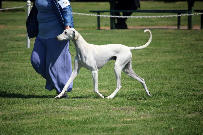 Saluki in the field