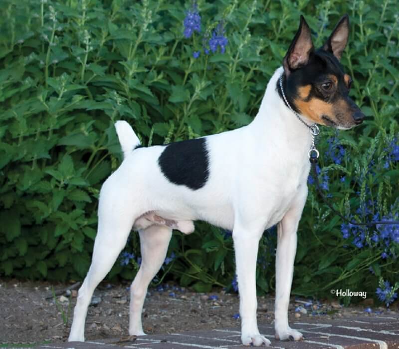 Toy Fox Terrier (TFT) standing on top of a brick wall with flowers behind it