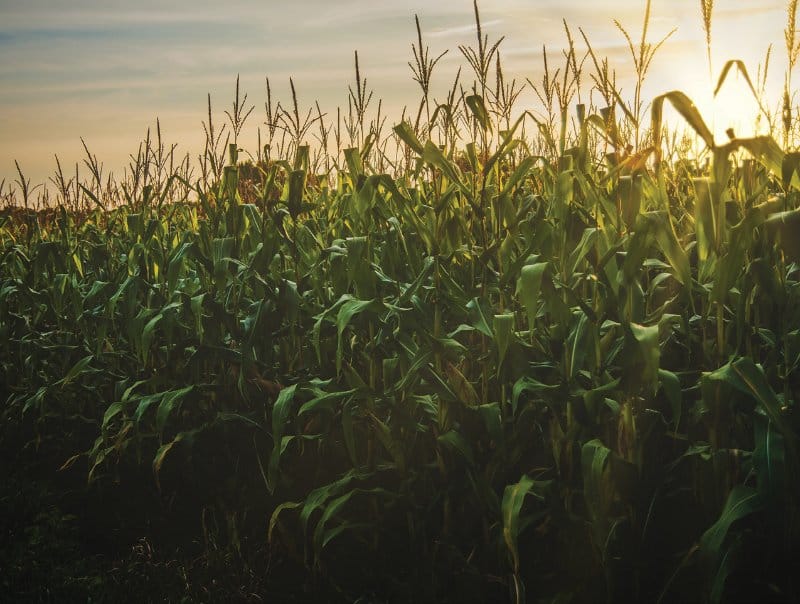 field of corn