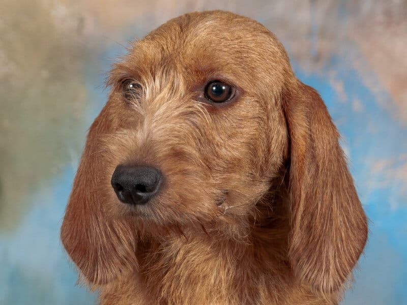 Basset Fauve de Bretagne head photo