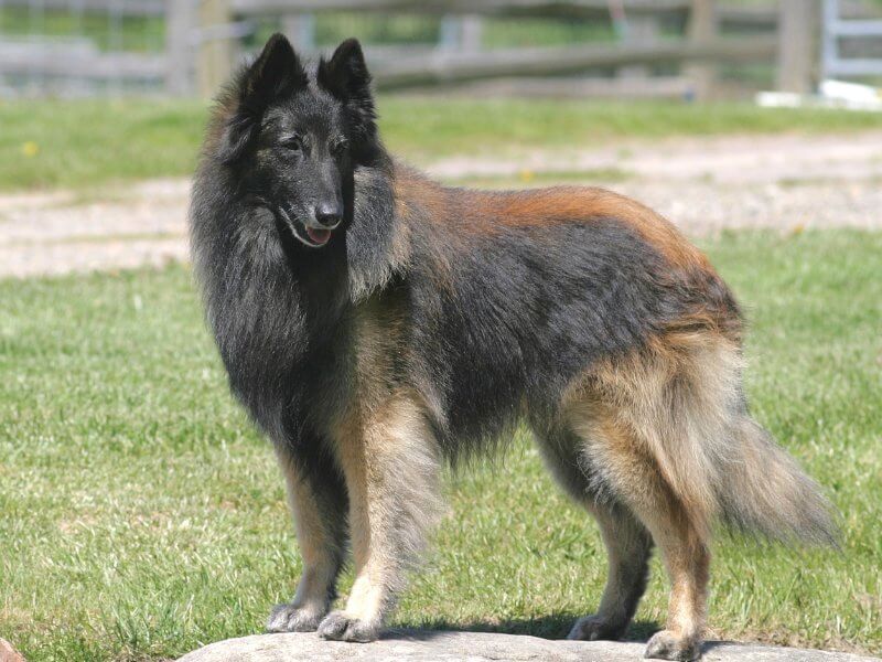 Dog standing on a flat rock