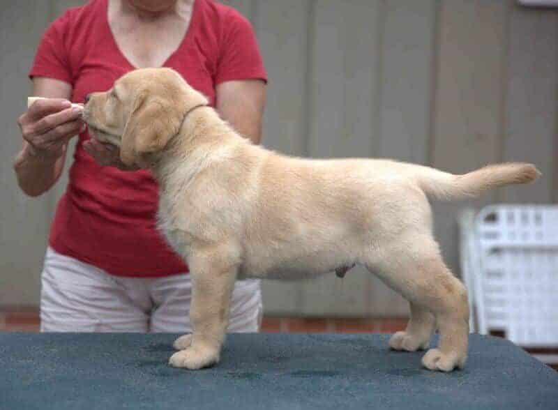 training a dog