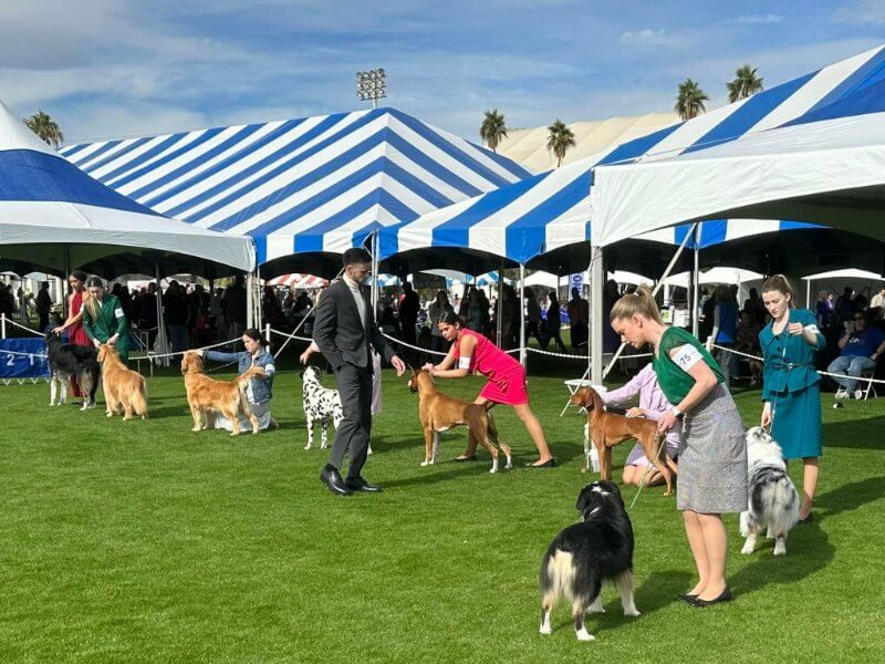 Jake Lum handling a dog at a show in Hawaii