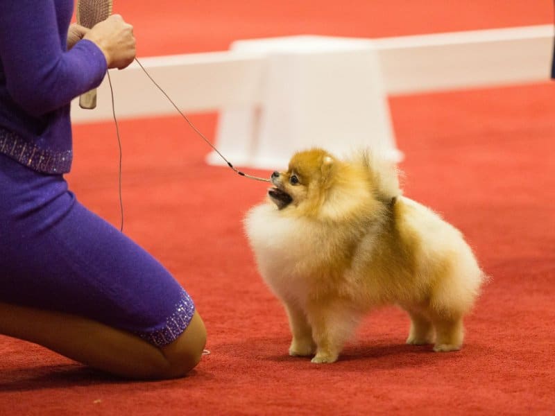 Another Big Win for the AKC Owner Handler