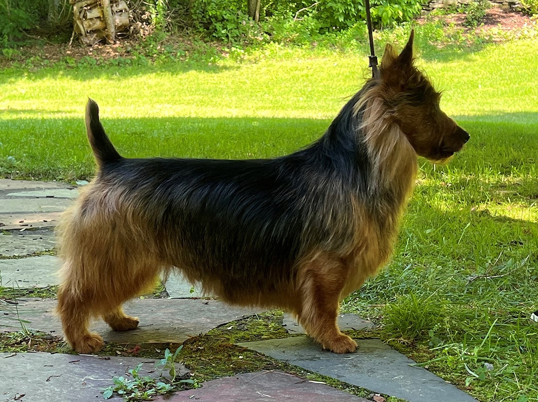 Side photo of an Australian Terrier showcasing its proportions