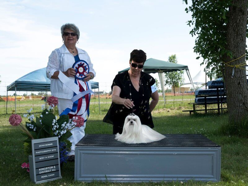 Sandra Lex - 2023 WKC Dog Show Breed Judge