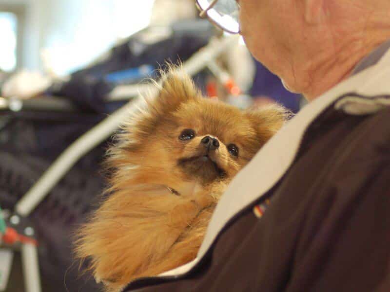 Woman holding a toy dog: pomeranian