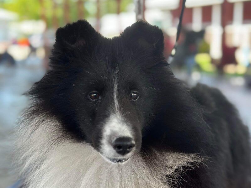 Pioneer Valley Kennel Club 2023 Dog Show