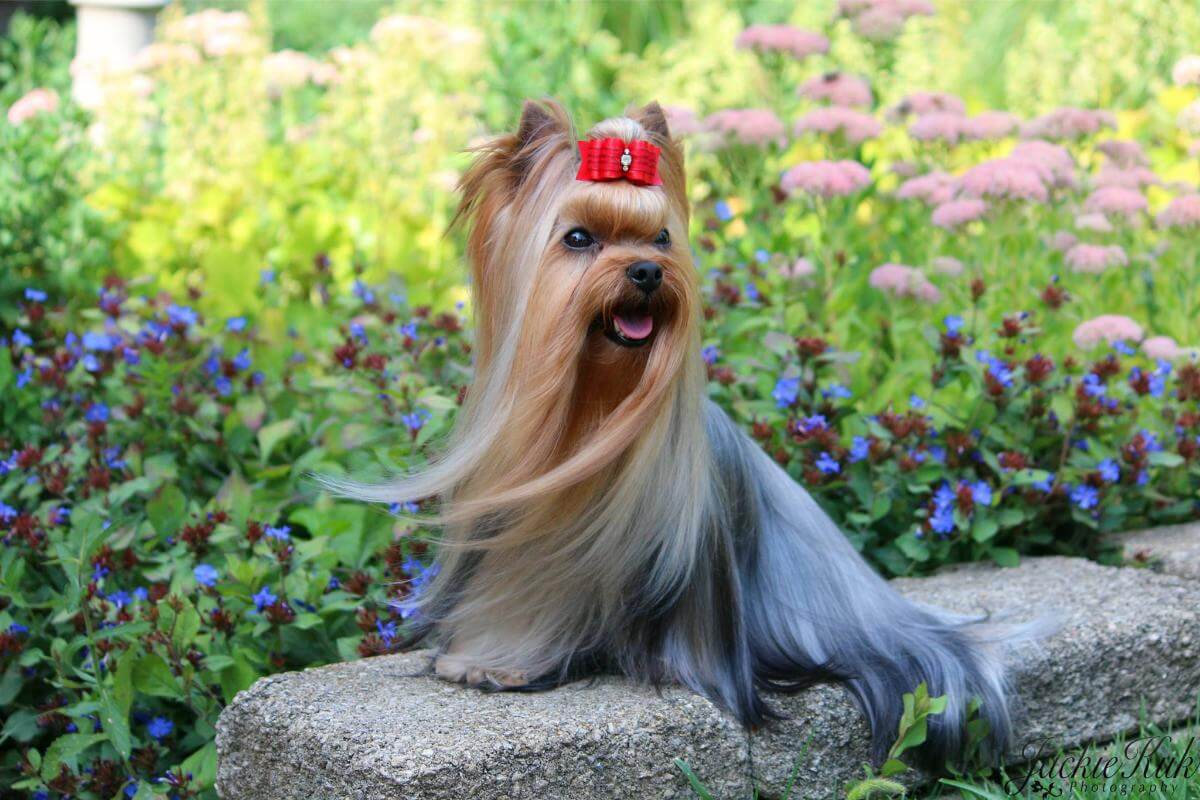 JaLa Yorkshire Terrier