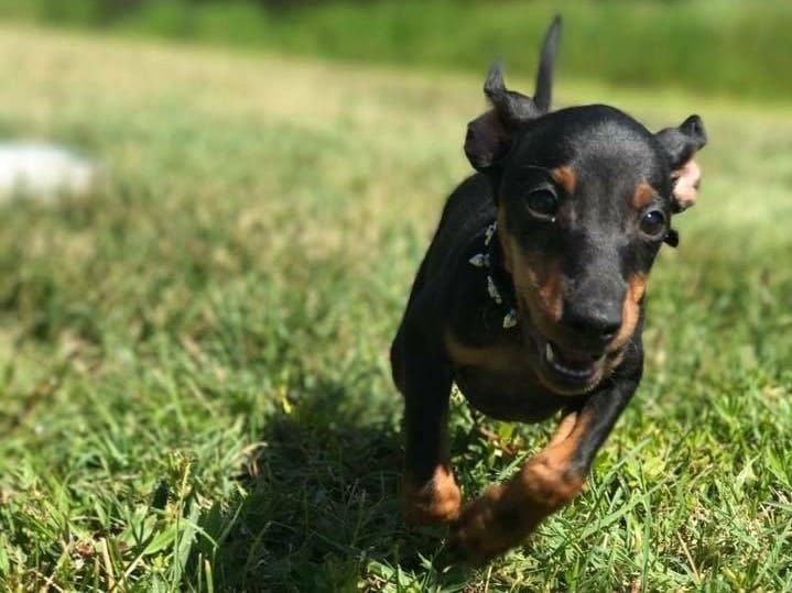 manchester terrier running on grass
