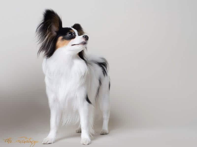 Papillon on white background