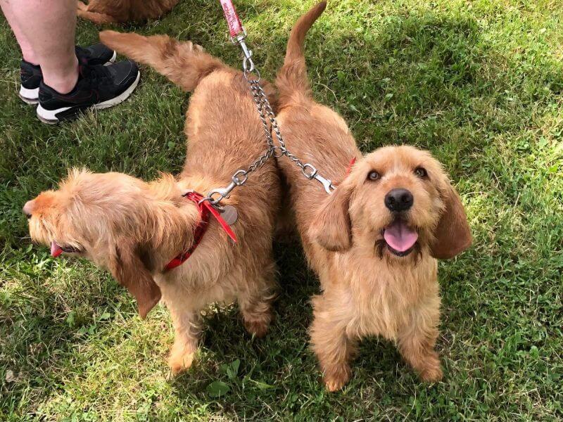 Basset Fauve de Bretagne