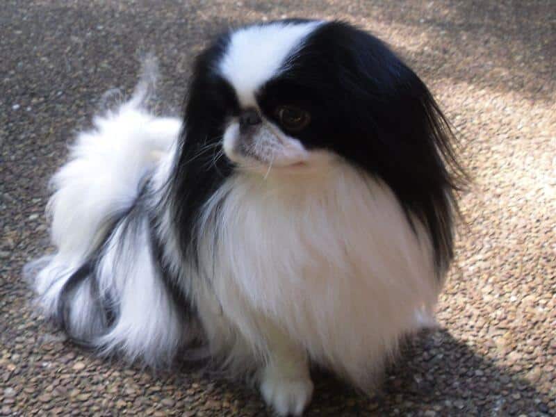 Black and white Japanese Chin