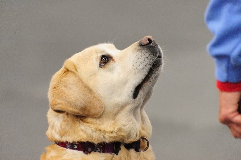 Dog looking up to his handler