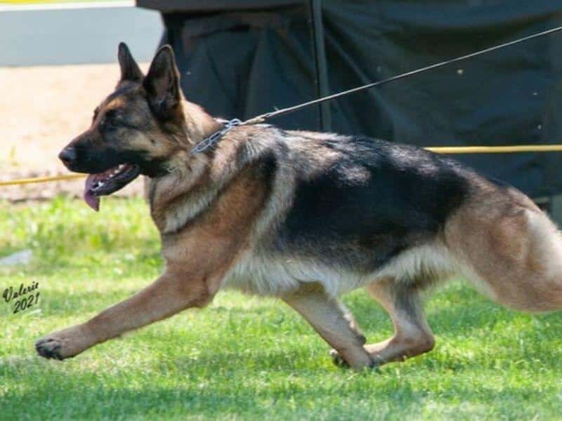 German Shepherd Dog running.