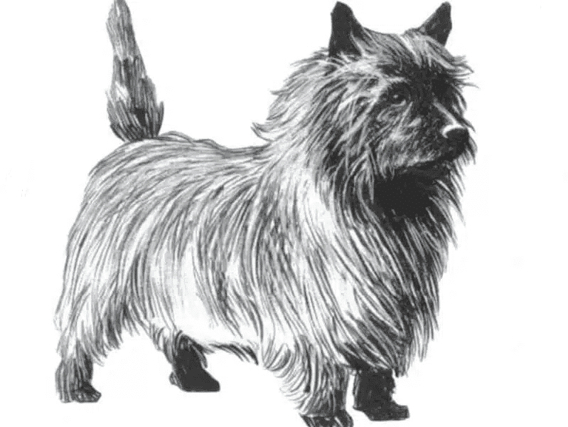 Illustartion of a Terrier dog