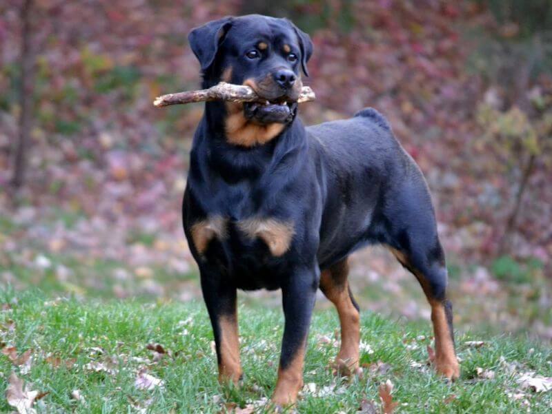 Suzan Guynn's Rottweiler