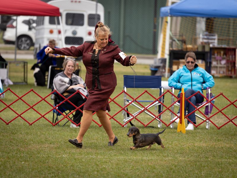 Ringside photo from the Hanover Kennel Club Dog Show.