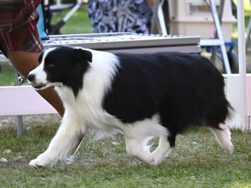 Dog ringside at Tri-Cities Cluster 2023 Dog Show
