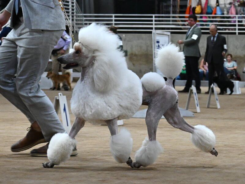 2023 Bonneville Basin Kennel Association