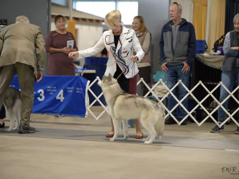Stone City Kennel Club 2023 Dog Show