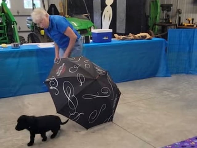 Green boy’s response to the sight sensitivity test (umbrella).