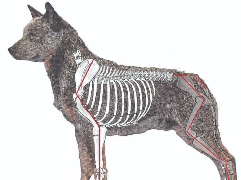Figure 3. Australian Cattle Dog with Correct, Balanced Angulation