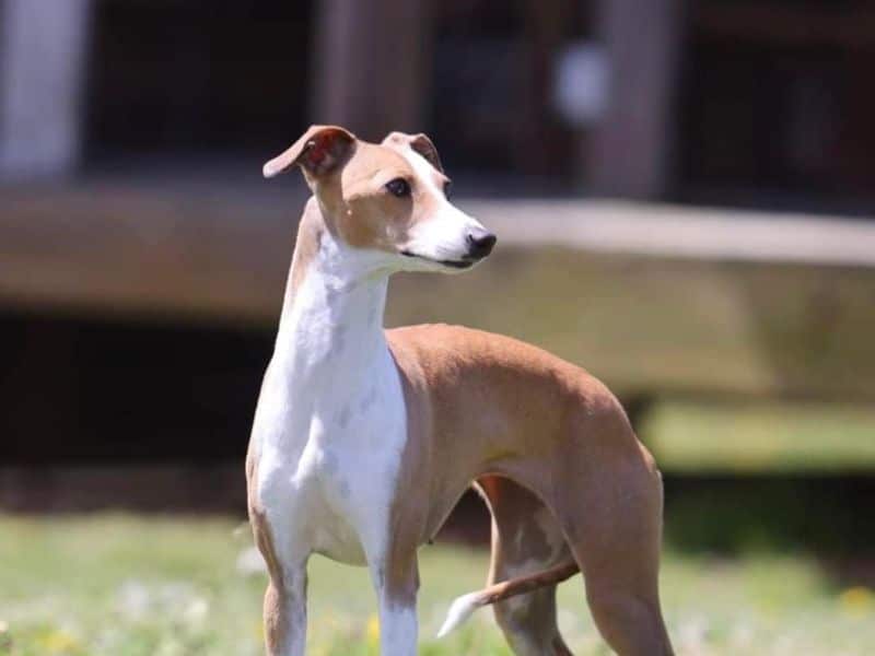 An Italian Greyhound standing in the grass.