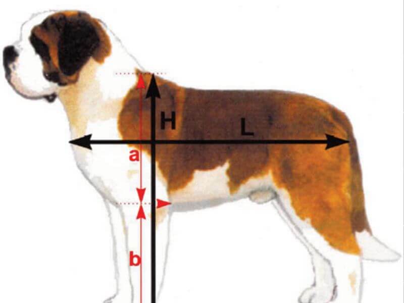 Proportionately tall Saint Bernard