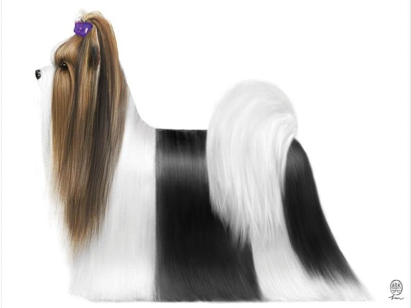 A black and white Biewer Terrier with long hair.