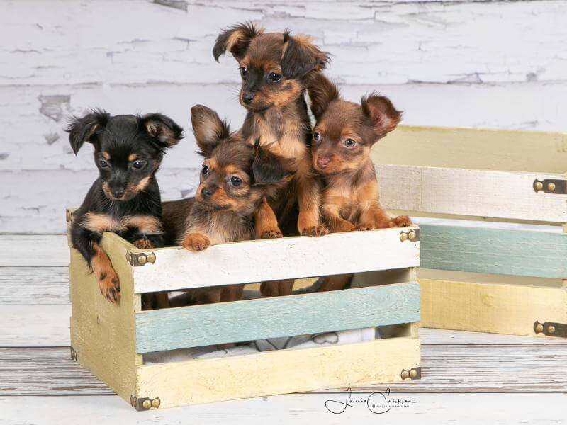 A litter of Russian Toy puppies in various colors.