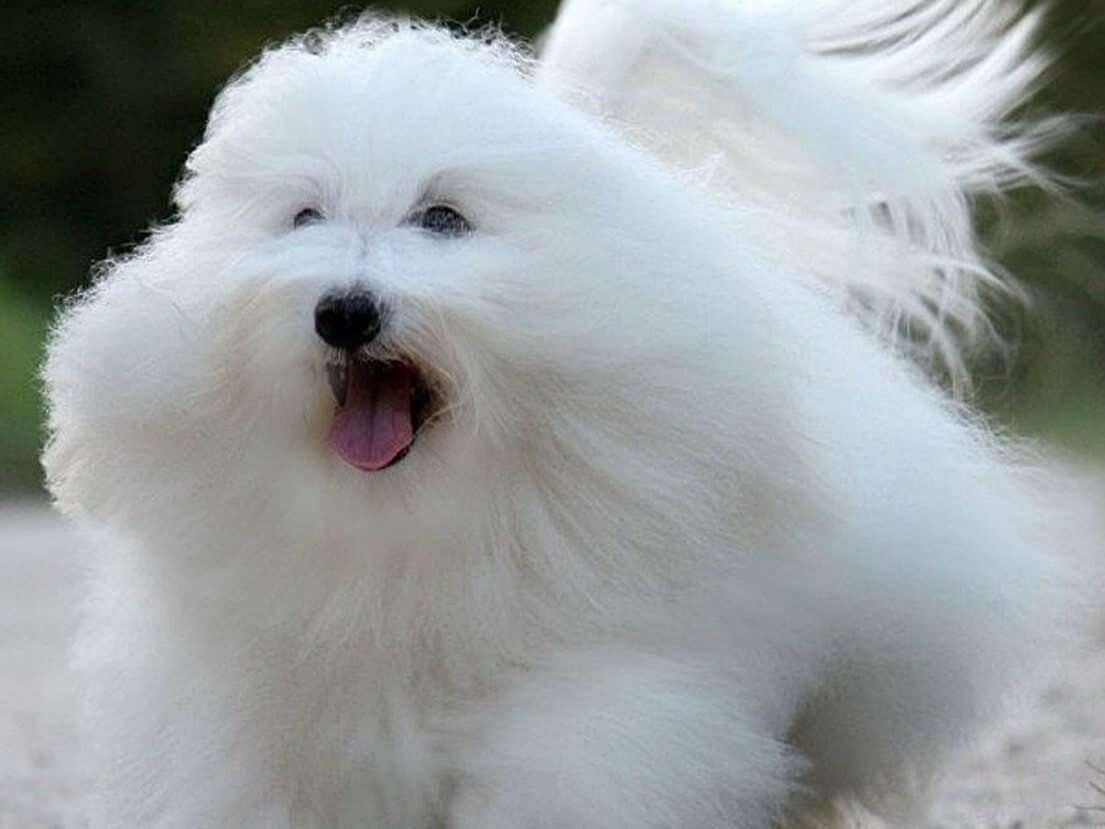 Coton De Tulear running.