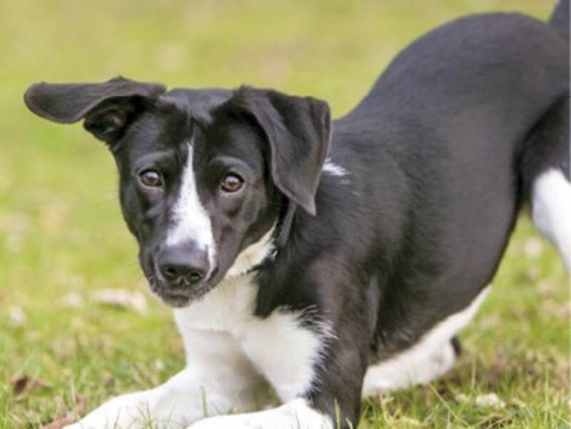 Dog running on the field to strengthen his core muscles.
