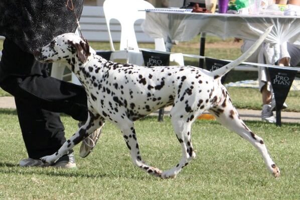 Dalmatian