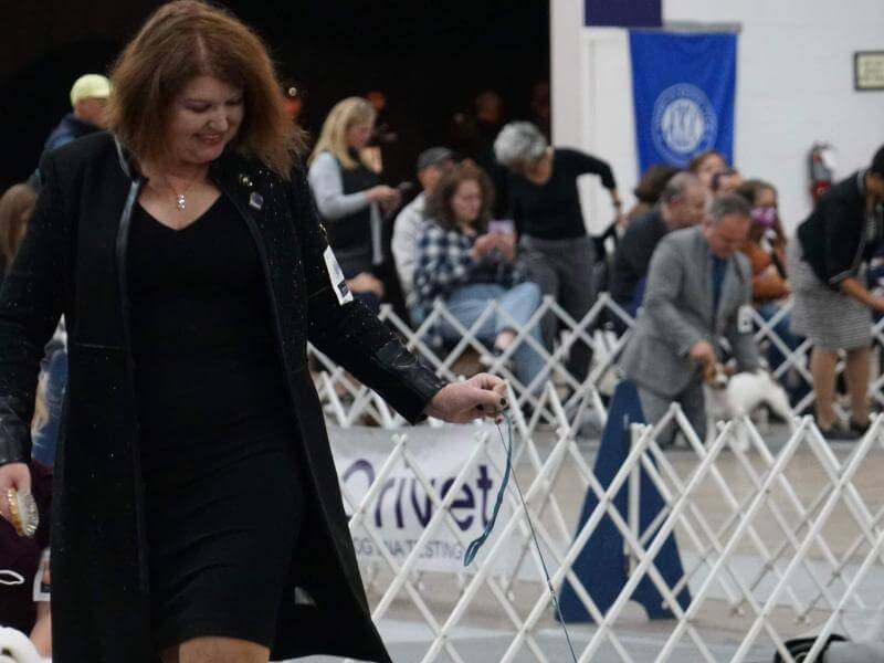 A woman walks a dog at a dog show.