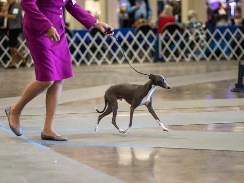 Great Smoky Mountain Cluster 2023 Dog Show