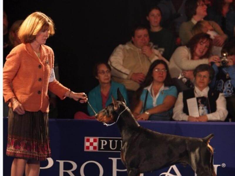 Linda C. Krukar at the dog show with a Doberman Pinscher.